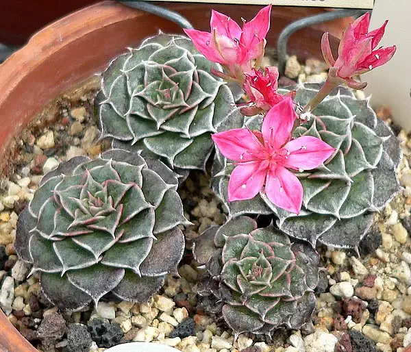 Chihuahua Flower