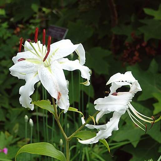 Japanese Lily