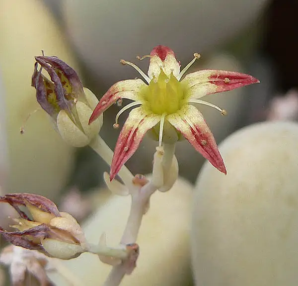 Peach Graptopetalum