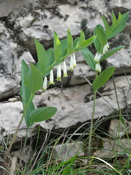 Aromatic Solomon's Seal