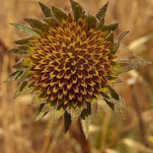 Coast Range Mule's Ears