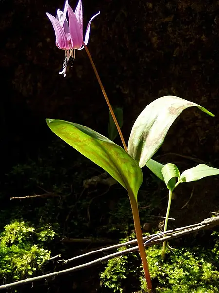 Dog's Tooth Violet