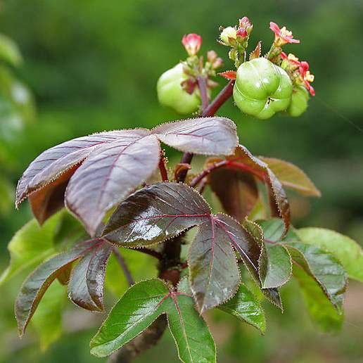 Cotton Leaf Physicnut