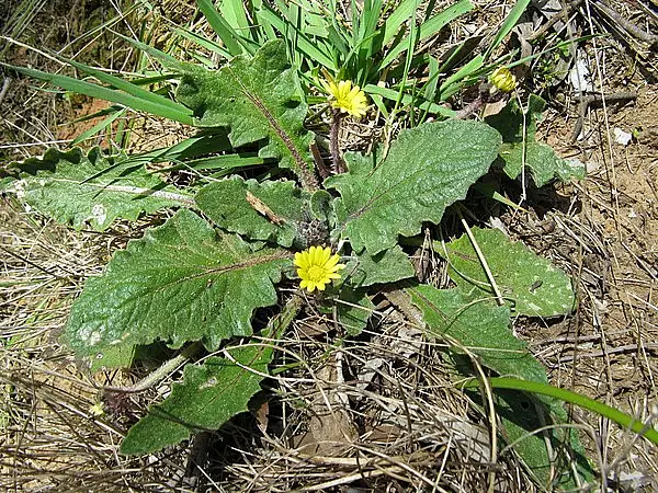 Austral Bear's Ear