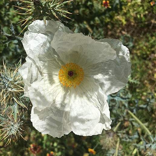 Bluestem Prickly Poppy