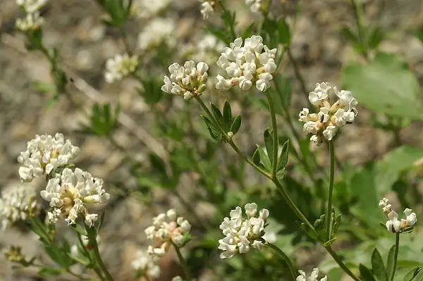 Dorycnium Pentaphyllum