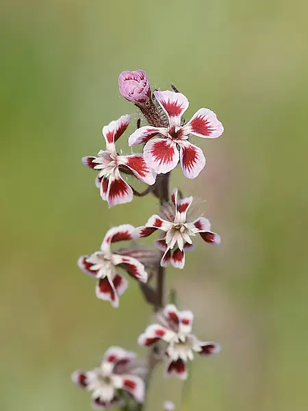 Common Catchfly