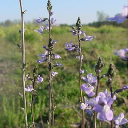 Blue Toadflax