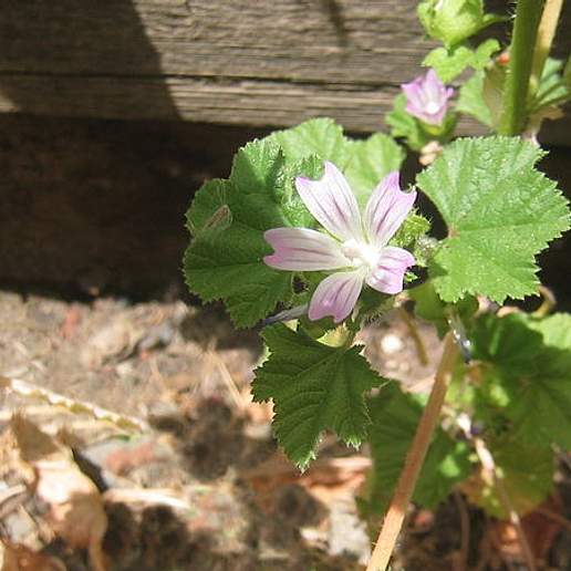 Dwarf Mallow