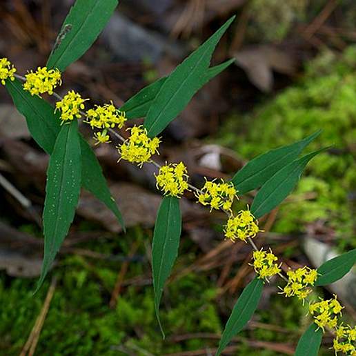 Axillary Goldenrod