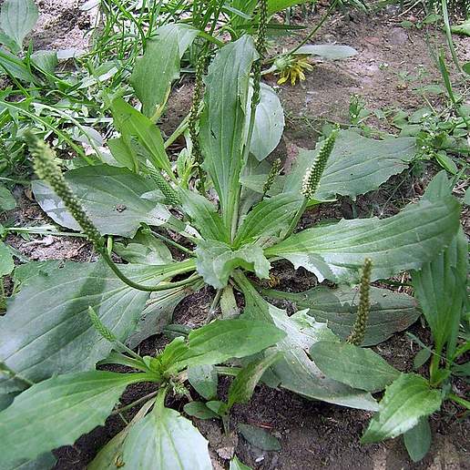 Asian Plantain