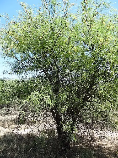 Prosopis flexuosa