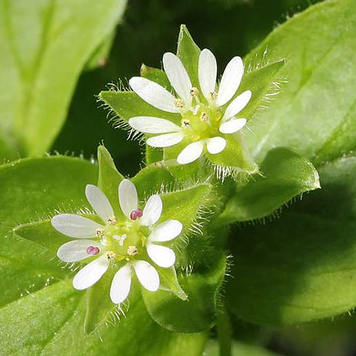 Nodding Chickweed