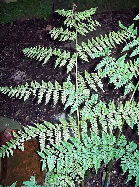 Austral Lady Fern
