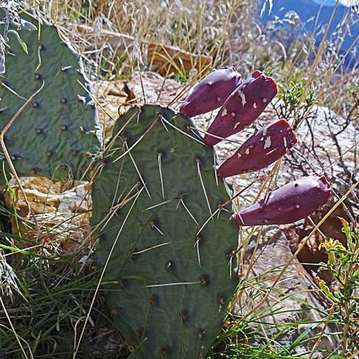 Twistspine Pricklypear