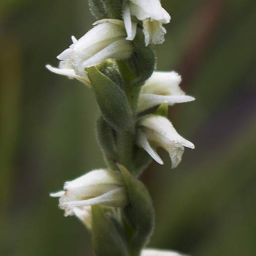 Case's Ladies' Tresses