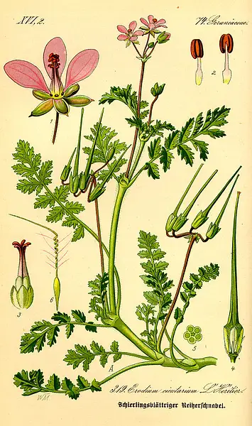 Common Erodium