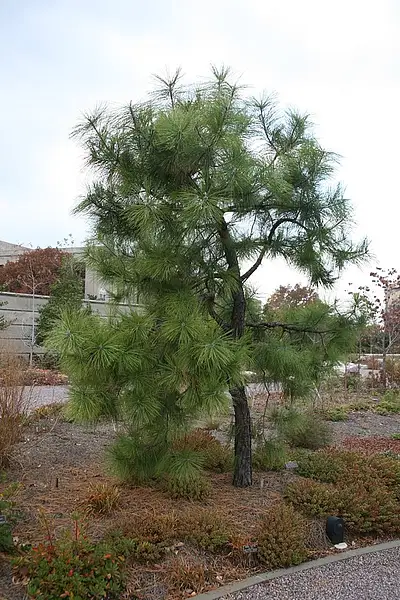 Marsh Pine