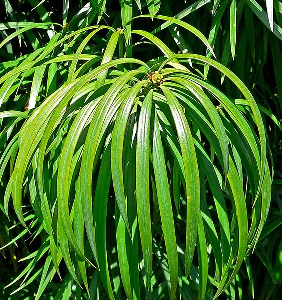 Henkel's Yellowwood