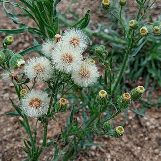 Argentine Fleabane