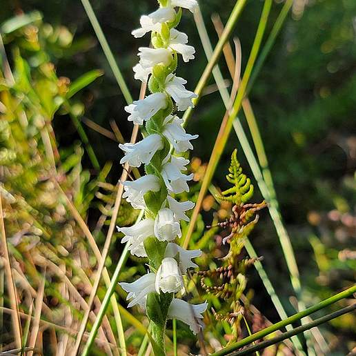 Appalachian Ladies' Tresses