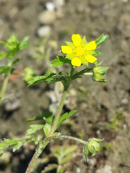 Bushy Cinquefoil