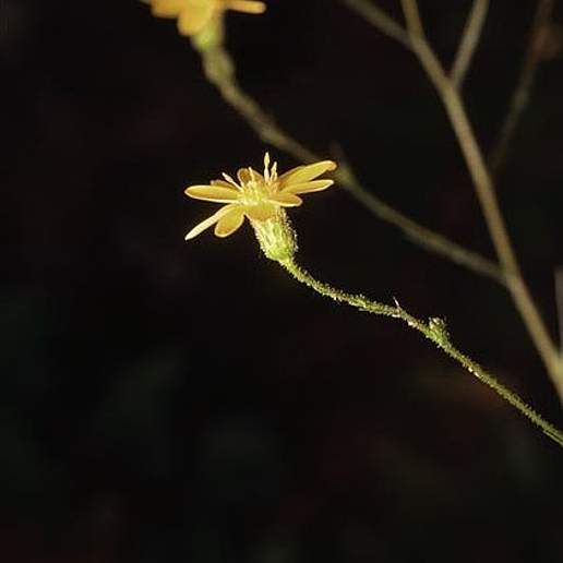 Grass Leaf Golden Aster