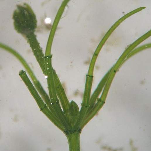 Common Stonewort