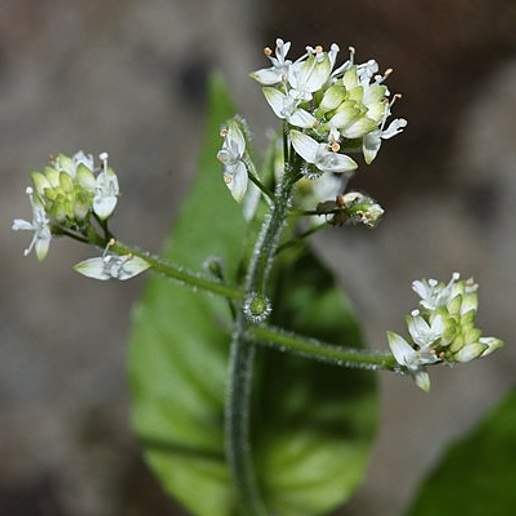 Dwarf Enchanter's Nightshade