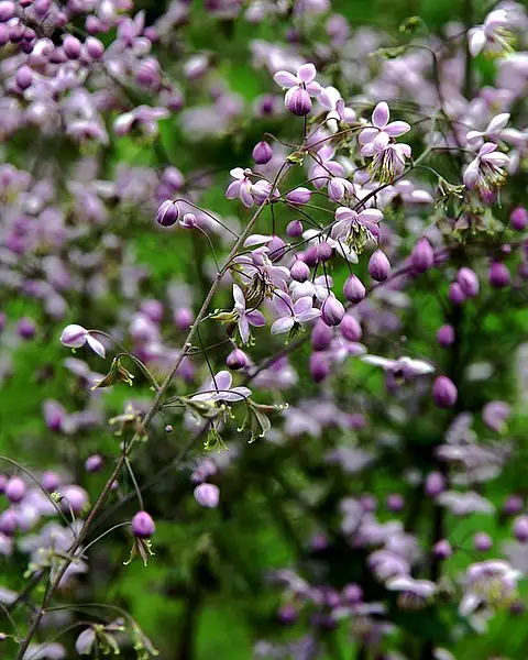 Chinese Meadow Rue