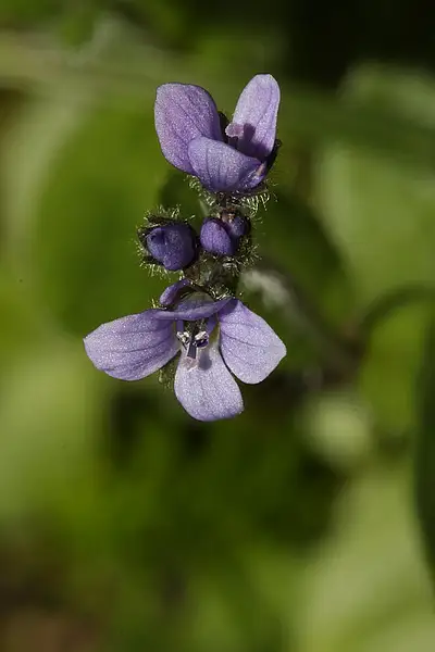 American Alpine Speedwell