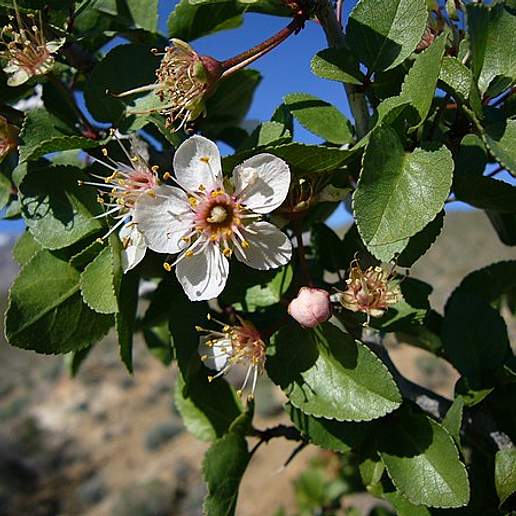 Desert Apricot