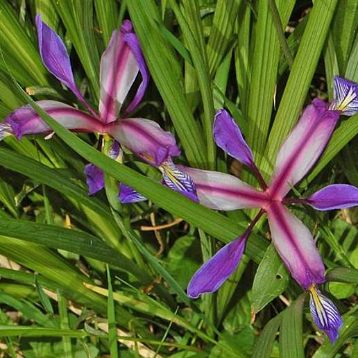Plum Tart Iris