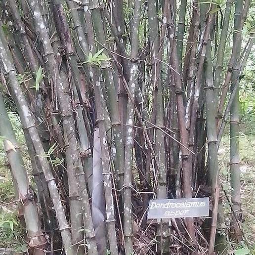 Giant Bamboo