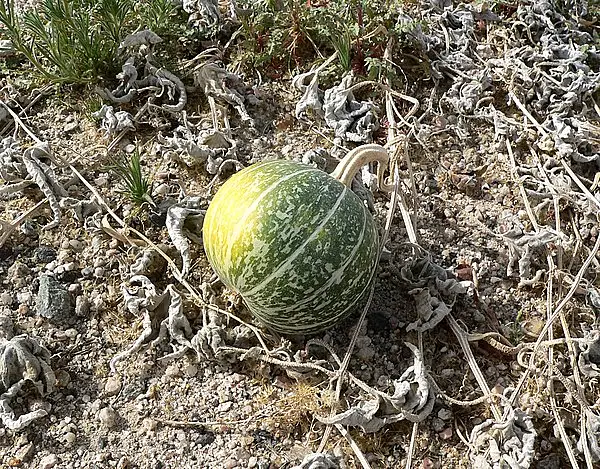 Coyote Melon
