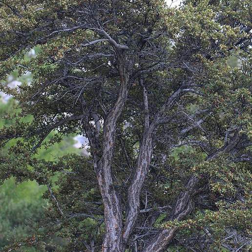 Curlleaf Mountain Mahogany