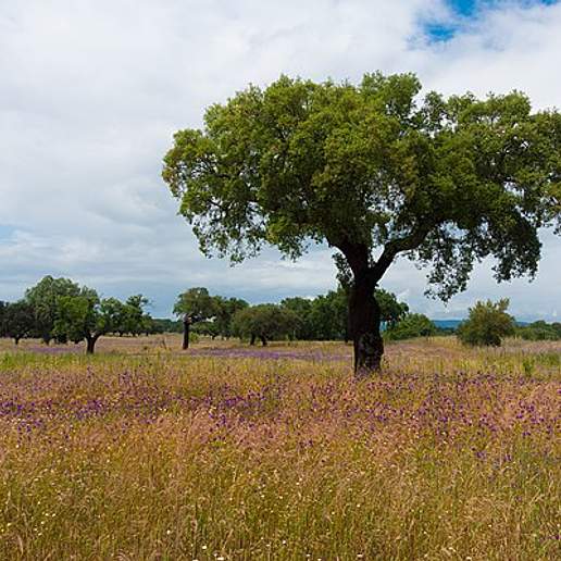 Cork Bark Oak