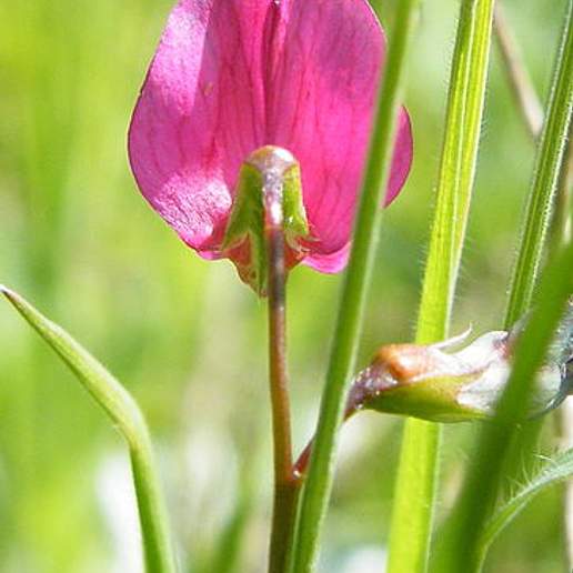 Grass Vetchling
