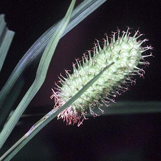Cat Tail Sedge