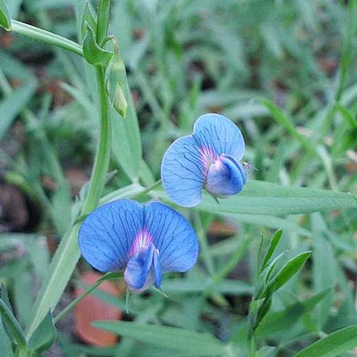 Blue Sweet Pea