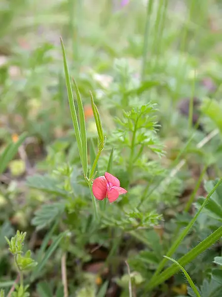 Round Seeded Vetchling