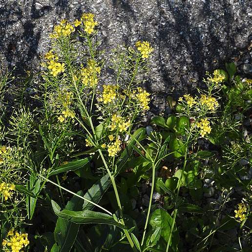 Austrian Yellow Cress