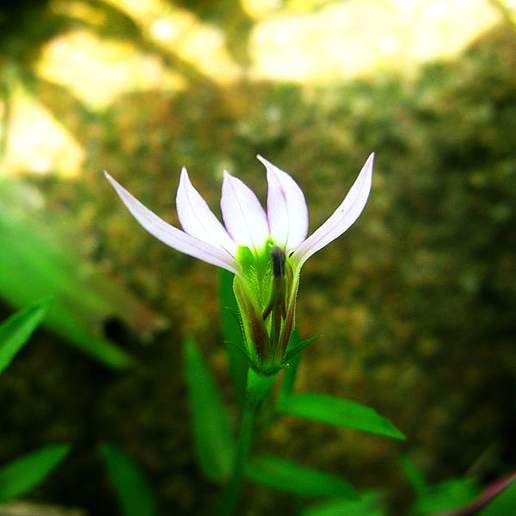Chinese Creeping Lobelia