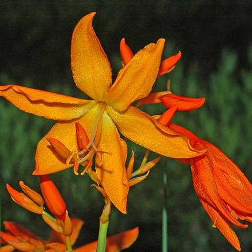 Crocosmia 'Prince Of Orange'