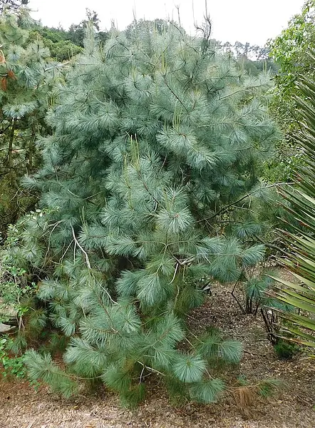 Martinez Pinyon