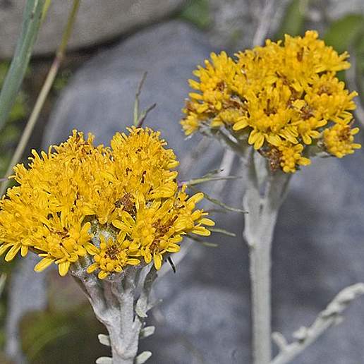 Senecio Laggeri