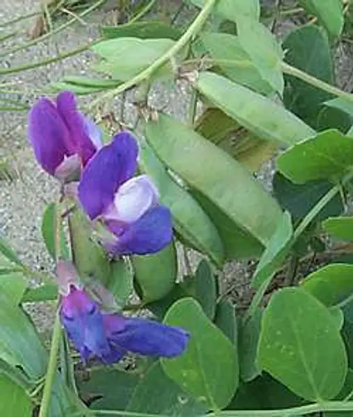 Lathyrus Maritimus