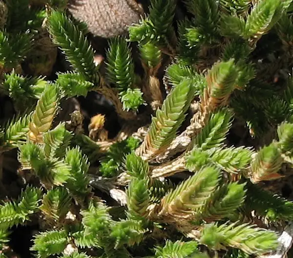 Bushy Spike Moss