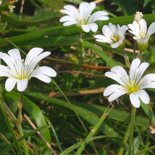 Alpine Mouse Ear Chickweed