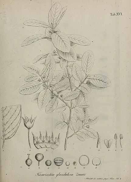 Humboldt Coyotillo